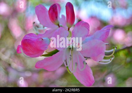 Rhododendron - azalea, fiori nel parco della città sotto la primavera Foto Stock