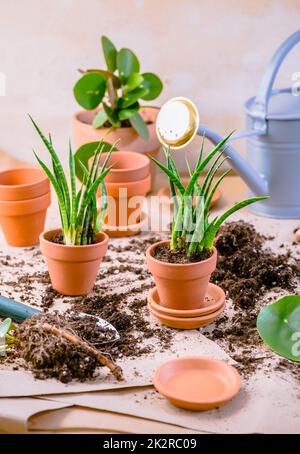 Propagazione delle piante e reimpianto casa pianta concetto con vasi da fiori, terreno e attrezzi di giardinaggio Foto Stock