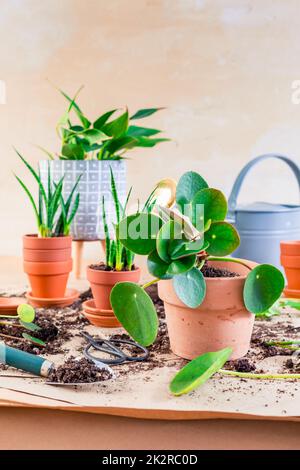 Propagazione delle piante e reimpianto casa pianta concetto con vasi da fiori, terreno e attrezzi di giardinaggio Foto Stock