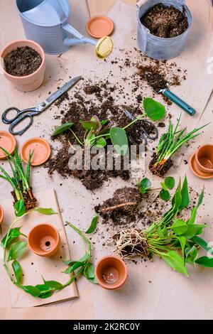 Propagazione delle piante e reimpianto casa pianta concetto con vasi da fiori, terreno e attrezzi di giardinaggio Foto Stock