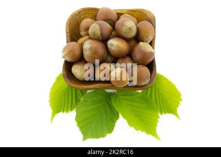 Nocciole fresche non sgusciate in un piatto di legno Foto Stock