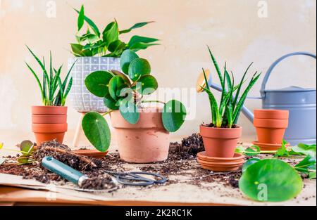 Propagazione delle piante e reimpianto casa pianta concetto con vasi da fiori, terreno e attrezzi di giardinaggio Foto Stock