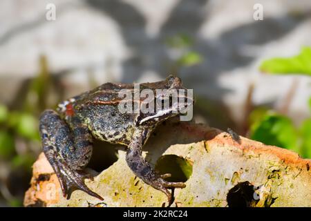 Rospo giovane (Epidalea calamita) Foto Stock