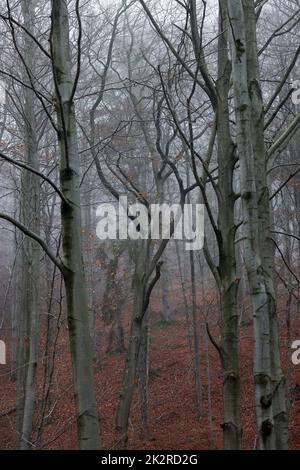 Argento-faggio tronchi contro le foglie secche Foto Stock