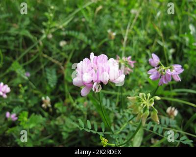 Crownvetch con fiori viola, Securigera varia Foto Stock