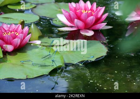 Hufeisen-Azurjungfer (Coenagrion puella)- Paarung im Gartenteich Foto Stock