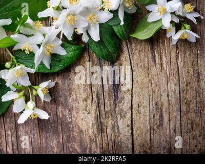 Fiore di gelsomino Foto Stock