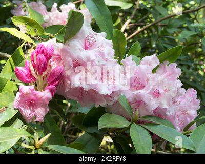 Graziosi fiori rosa di rododendro, germogli e foglie verdi Foto Stock