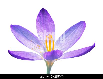 Fiore isolato di crocus purpoe Foto Stock