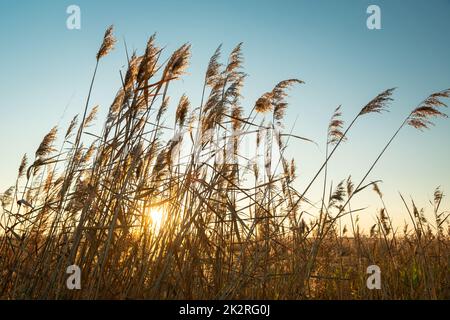 Il sole dietro le alte erbe e il cielo blu Foto Stock