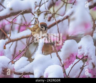 Sparrow su un albero con fiori di ciliegio rosa innevati Foto Stock