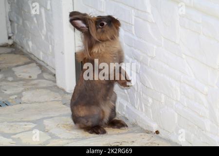Un ritratto, primo piano di un coniglio nano. Foto Stock