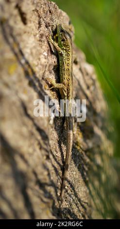 Primo piano di una lucertola di sabbia ben mimetizata. Foto Stock