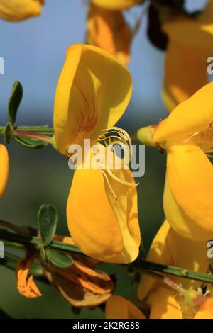Scopa comune, Cytisus scoparius, fiori gialli Foto Stock