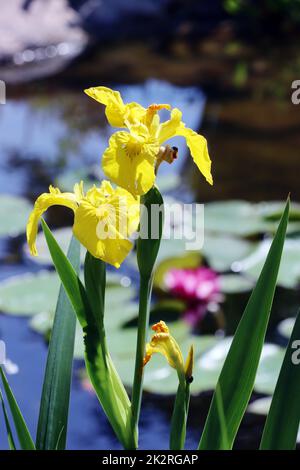 Sumpf-Schwertlilie (Iris pseudacorus) Â– auch Gelbe Schwertlilie und Wasser-Schwertlilie Foto Stock