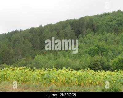 bella montagna paesaggio cielo rocce piante orizzonte lontananza grandiosità Foto Stock