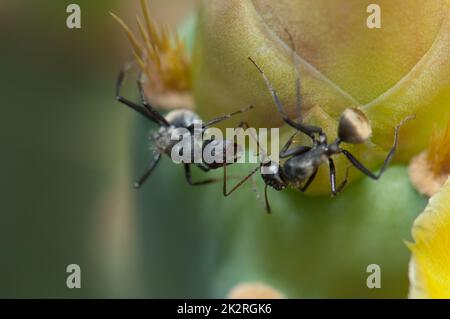 Carpentiere formiche Camponotus sericeus su una pera Prickly Opuntia sp. Foto Stock