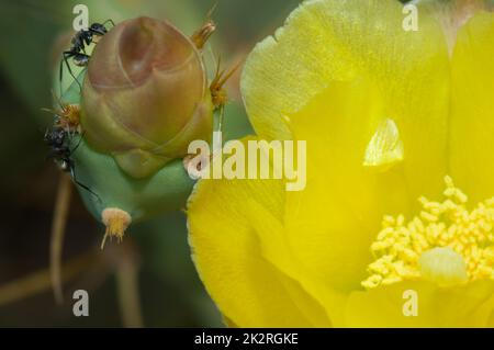 Formiche di falegname che si nutrono su un fiore chiuso di pera di fico. Foto Stock