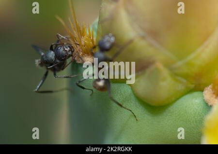 Formiche di falegname che si nutrono di una pera di fico. Foto Stock