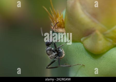 Carpentiere ant Camponotus sericeus su una pera Prickly Opuntia sp. Foto Stock