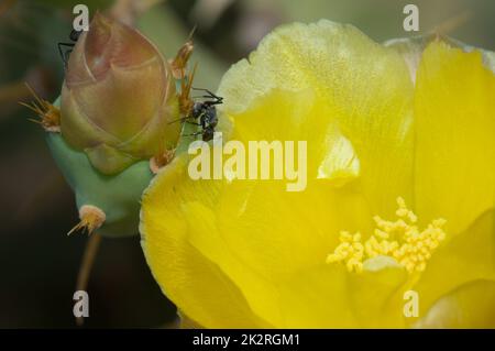 Formiche di falegname su un fiore chiuso di pera di fico. Foto Stock