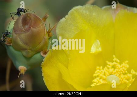 Formiche di falegname su un fiore chiuso di pera di fico. Foto Stock