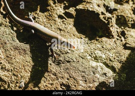 Skink sul terreno è un rettile si trova in generale e nella foresta Foto Stock