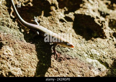 Skink sul terreno è un rettile si trova in generale e nella foresta Foto Stock