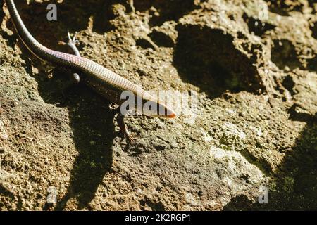 Skink sul terreno è un rettile si trova in generale e nella foresta Foto Stock