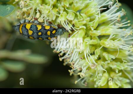 Blister coleottero alimentazione su un fiore di gomma acacia. Foto Stock