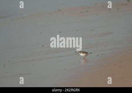 Comune arpione anello Charadrius hiaticula con un verme. Foto Stock