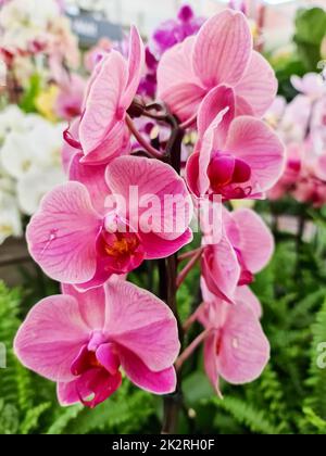 Bella rosa fiori orchidee primo piano. Foto Stock