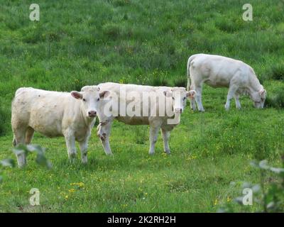 bei vitelli pascolo nel prato tranquillamente felici animali da fattoria Foto Stock