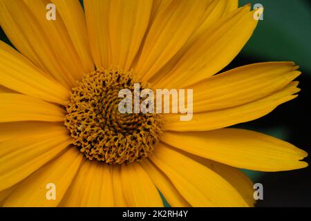 Closeup Oxeye ruvido (Heliopsis heliantoides) Foto Stock