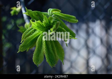 Foglie verdi fresche di aesculus hippocastanum Foto Stock