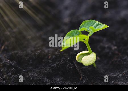 I giovani pianta crescono da terreno fertile e il sole del mattino splende. Concetto di ecologia ed equilibrio ecologico. Foto Stock