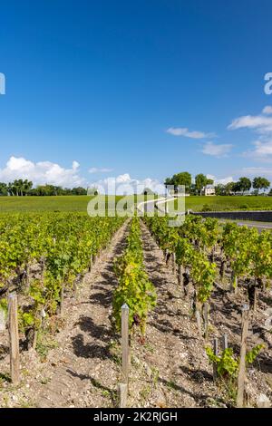 Vigneti tipici vicino Chateau Pichon Longueville Comtesse de Lalande, Bordeaux, Aquitania, Francia Foto Stock