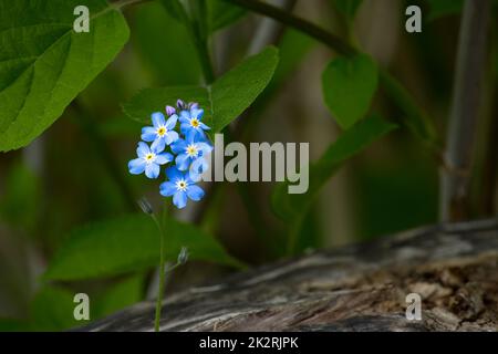 Myosotis alpestris noto come Forget Me Not Foto Stock