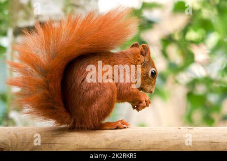 Scoiattolo rosso (sciurus vulgaris) con coda bushy sul retro, pelliccia rossa arancione e coda che pende in avanti. Allevamento in cattività a piedi attraverso recinto Foto Stock