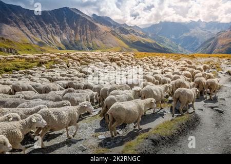 Gregge di pecore che si spostano lungo la valle, Alpi francesi, confine con la Svizzera Foto Stock