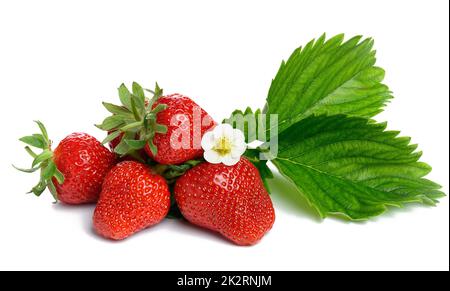 Fragola rossa matura e foglia verde isolata su sfondo bianco, bacche gustose e succose Foto Stock