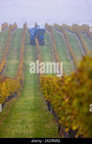 Raccolta di uve con una mietitrebbia, Moravia meridionale, Repubblica Ceca Foto Stock