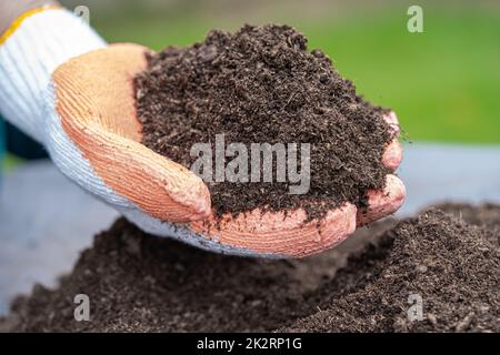 Mano che tiene il muschio di torba materia organica migliora il suolo per agricoltura pianta organica che cresce, concetto di ecologia. Foto Stock