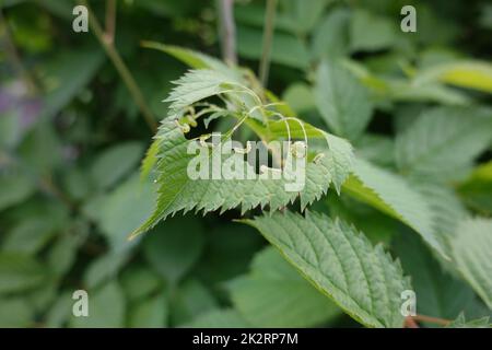 Blattspen-Larven (Tenthredinidae) fressen die BlÃ¤tter eines Wald-Geissbart (Aruncus dioicus) Foto Stock