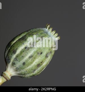 Carta di alluminio colorato astratto primo piano sfondo scattando moderne stampe di alta qualità grande formato Foto Stock