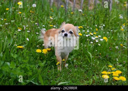 Un piccolo cane Chihuahua su un prato Foto Stock