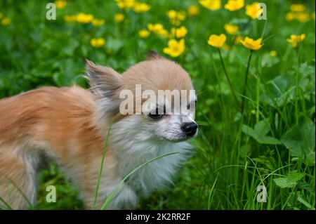 Un cane Chihuahua su un prato di fiori Foto Stock