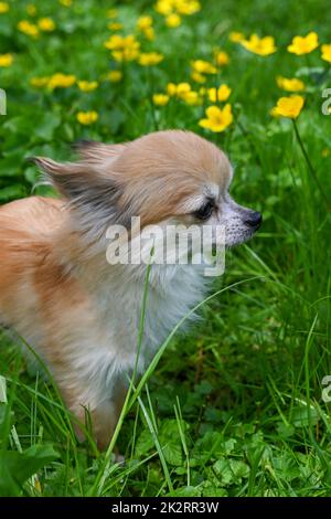 Un cane Chihuahua è seduto su un prato Foto Stock