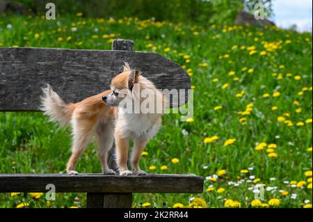 Un cane Chihuahua sta in piedi su una panchina in natura Foto Stock