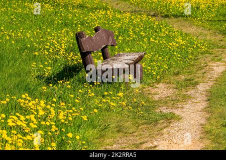 Panca vuota in un campo di dandelioni fiorente Foto Stock